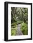 Moss Covered Forest Above Lake Mackenzie, Routeburn Track, Fiordland National Park-Stuart Black-Framed Photographic Print