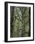 Moss Covered Maple Trees, Dosewallips Campground, Olympic National Park, Washington State, USA-Aaron McCoy-Framed Photographic Print