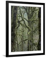 Moss Covered Maple Trees, Dosewallips Campground, Olympic National Park, Washington State, USA-Aaron McCoy-Framed Photographic Print