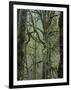 Moss Covered Maple Trees, Dosewallips Campground, Olympic National Park, Washington State, USA-Aaron McCoy-Framed Photographic Print