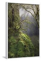 Moss-Covered Maple Trees, Oregon, USA-Jaynes Gallery-Framed Photographic Print