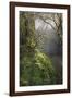 Moss-Covered Maple Trees, Oregon, USA-Jaynes Gallery-Framed Photographic Print