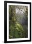 Moss-Covered Maple Trees, Oregon, USA-Jaynes Gallery-Framed Photographic Print