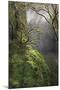 Moss-Covered Maple Trees, Oregon, USA-Jaynes Gallery-Mounted Photographic Print