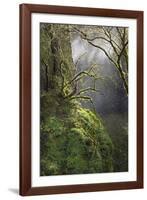 Moss-Covered Maple Trees, Oregon, USA-Jaynes Gallery-Framed Photographic Print