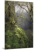 Moss-Covered Maple Trees, Oregon, USA-Jaynes Gallery-Mounted Premium Photographic Print