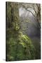 Moss-Covered Maple Trees, Oregon, USA-Jaynes Gallery-Stretched Canvas