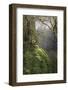 Moss-Covered Maple Trees, Oregon, USA-Jaynes Gallery-Framed Photographic Print