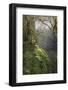 Moss-Covered Maple Trees, Oregon, USA-Jaynes Gallery-Framed Photographic Print