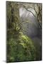 Moss-Covered Maple Trees, Oregon, USA-Jaynes Gallery-Mounted Photographic Print