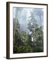 Moss Covered Old Growth Douglas Fir Trees in the Rainforest. Oregon-Christopher Talbot Frank-Framed Photographic Print