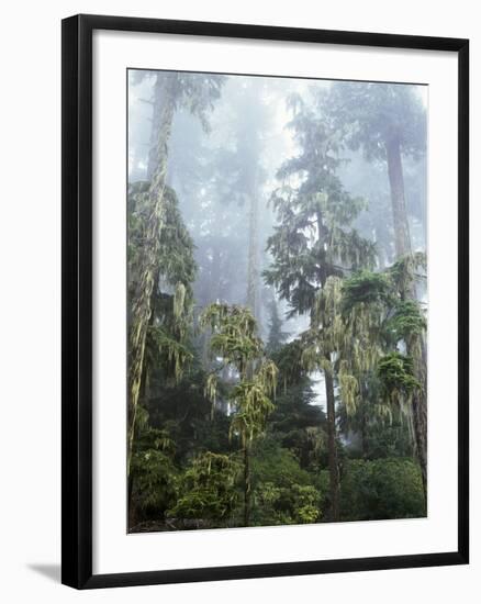 Moss Covered Old Growth Douglas Fir Trees in the Rainforest. Oregon-Christopher Talbot Frank-Framed Photographic Print