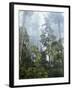 Moss Covered Old Growth Douglas Fir Trees in the Rainforest. Oregon-Christopher Talbot Frank-Framed Photographic Print