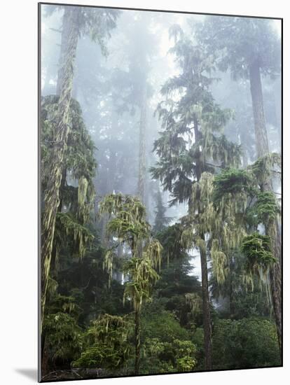 Moss Covered Old Growth Douglas Fir Trees in the Rainforest. Oregon-Christopher Talbot Frank-Mounted Photographic Print