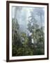 Moss Covered Old Growth Douglas Fir Trees in the Rainforest. Oregon-Christopher Talbot Frank-Framed Photographic Print