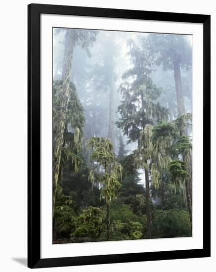 Moss Covered Old Growth Douglas Fir Trees in the Rainforest. Oregon-Christopher Talbot Frank-Framed Photographic Print