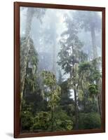 Moss Covered Old Growth Douglas Fir Trees in the Rainforest. Oregon-Christopher Talbot Frank-Framed Photographic Print