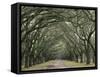 Moss-Covered Plantation Trees, Charleston, South Carolina, USA-Adam Jones-Framed Stretched Canvas