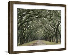 Moss-Covered Plantation Trees, Charleston, South Carolina, USA-Adam Jones-Framed Premium Photographic Print