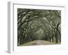 Moss-Covered Plantation Trees, Charleston, South Carolina, USA-Adam Jones-Framed Premium Photographic Print