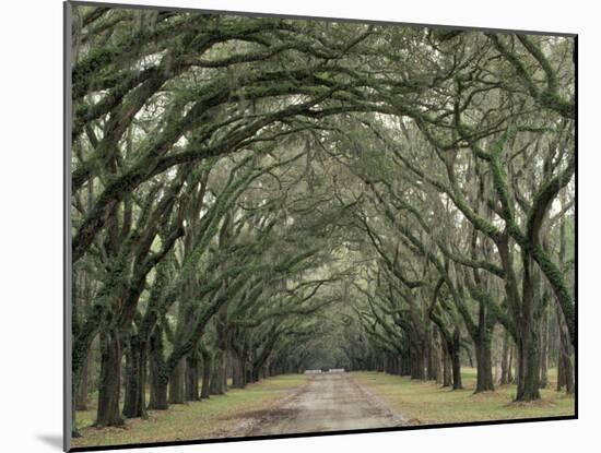 Moss-Covered Plantation Trees, Charleston, South Carolina, USA-Adam Jones-Mounted Premium Photographic Print
