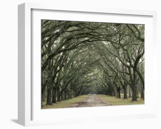 Moss-Covered Plantation Trees, Charleston, South Carolina, USA-Adam Jones-Framed Photographic Print