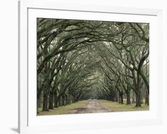 Moss-Covered Plantation Trees, Charleston, South Carolina, USA-Adam Jones-Framed Photographic Print
