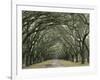 Moss-Covered Plantation Trees, Charleston, South Carolina, USA-Adam Jones-Framed Photographic Print