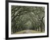 Moss-Covered Plantation Trees, Charleston, South Carolina, USA-Adam Jones-Framed Photographic Print