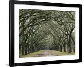 Moss-Covered Plantation Trees, Charleston, South Carolina, USA-Adam Jones-Framed Photographic Print