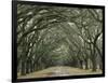 Moss-Covered Plantation Trees, Charleston, South Carolina, USA-Adam Jones-Framed Photographic Print