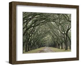 Moss-Covered Plantation Trees, Charleston, South Carolina, USA-Adam Jones-Framed Photographic Print