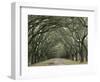 Moss-Covered Plantation Trees, Charleston, South Carolina, USA-Adam Jones-Framed Photographic Print