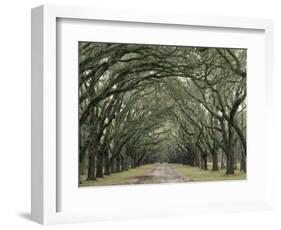 Moss-Covered Plantation Trees, Charleston, South Carolina, USA-Adam Jones-Framed Photographic Print