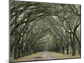 Moss-Covered Plantation Trees, Charleston, South Carolina, USA-Adam Jones-Mounted Photographic Print