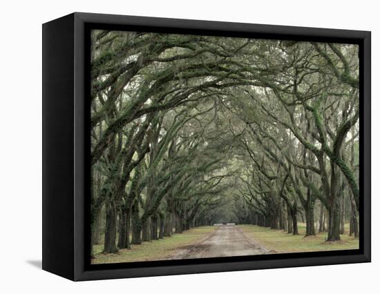 Moss-Covered Plantation Trees, Charleston, South Carolina, USA-Adam Jones-Framed Stretched Canvas