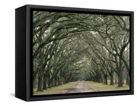 Moss-Covered Plantation Trees, Charleston, South Carolina, USA-Adam Jones-Framed Stretched Canvas