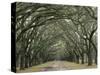 Moss-Covered Plantation Trees, Charleston, South Carolina, USA-Adam Jones-Stretched Canvas