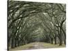 Moss-Covered Plantation Trees, Charleston, South Carolina, USA-Adam Jones-Stretched Canvas