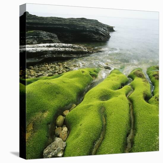 Moss Covered Rocks on Beach in Japan-Micha Pawlitzki-Stretched Canvas