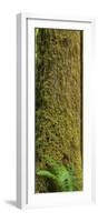 Moss Covered Tree Olympic National Park-Steve Gadomski-Framed Photographic Print