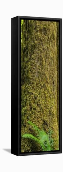 Moss Covered Tree Olympic National Park-Steve Gadomski-Framed Stretched Canvas