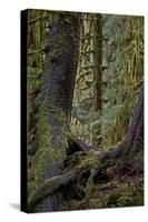 Moss-Covered Tree Trunks in the Rainforest, Olympic National Park, Washington State, Usa-James Hager-Stretched Canvas