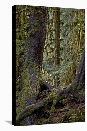 Moss-Covered Tree Trunks in the Rainforest, Olympic National Park, Washington State, Usa-James Hager-Stretched Canvas