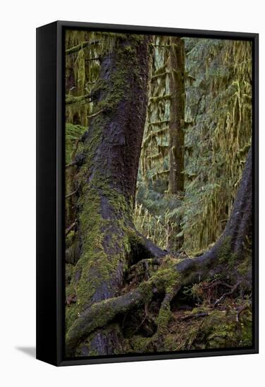 Moss-Covered Tree Trunks in the Rainforest, Olympic National Park, Washington State, Usa-James Hager-Framed Stretched Canvas