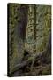 Moss-Covered Tree Trunks in the Rainforest, Olympic National Park, Washington State, Usa-James Hager-Stretched Canvas