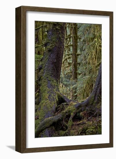 Moss-Covered Tree Trunks in the Rainforest, Olympic National Park, Washington State, Usa-James Hager-Framed Photographic Print