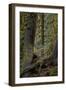 Moss-Covered Tree Trunks in the Rainforest, Olympic National Park, Washington State, Usa-James Hager-Framed Photographic Print