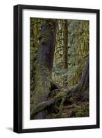 Moss-Covered Tree Trunks in the Rainforest, Olympic National Park, Washington State, Usa-James Hager-Framed Photographic Print