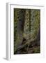 Moss-Covered Tree Trunks in the Rainforest, Olympic National Park, Washington State, Usa-James Hager-Framed Photographic Print